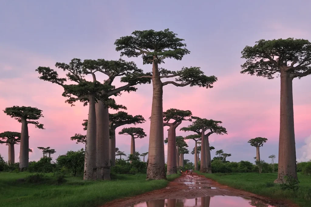 Viaje a medida Madagascar