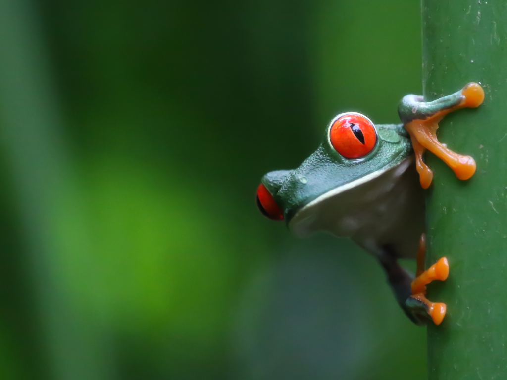 La esencia de Costa Rica