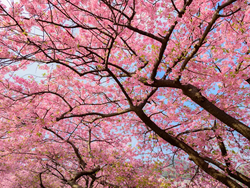 Primavera bajo los sakura