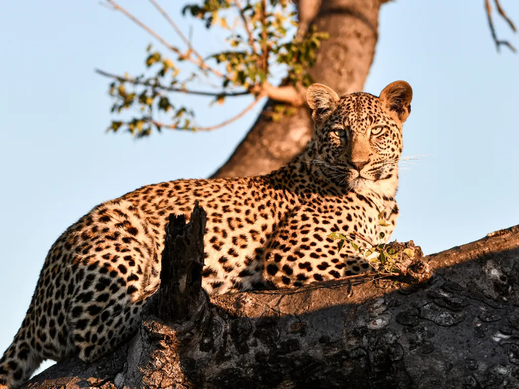 Un romance tan bello como Sudáfrica