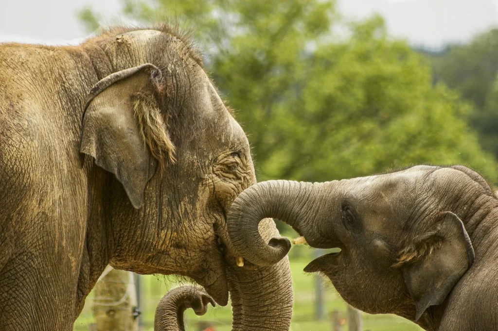 Santuarios de elefantes en Tailandia