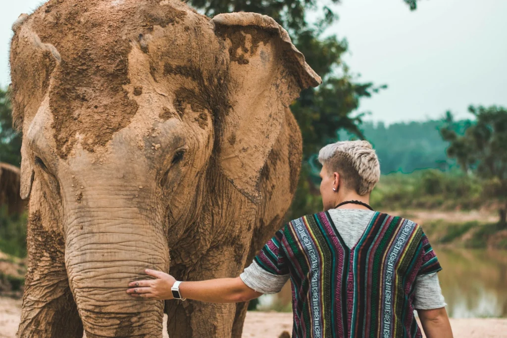 Santuarios de elefantes en Tailandia