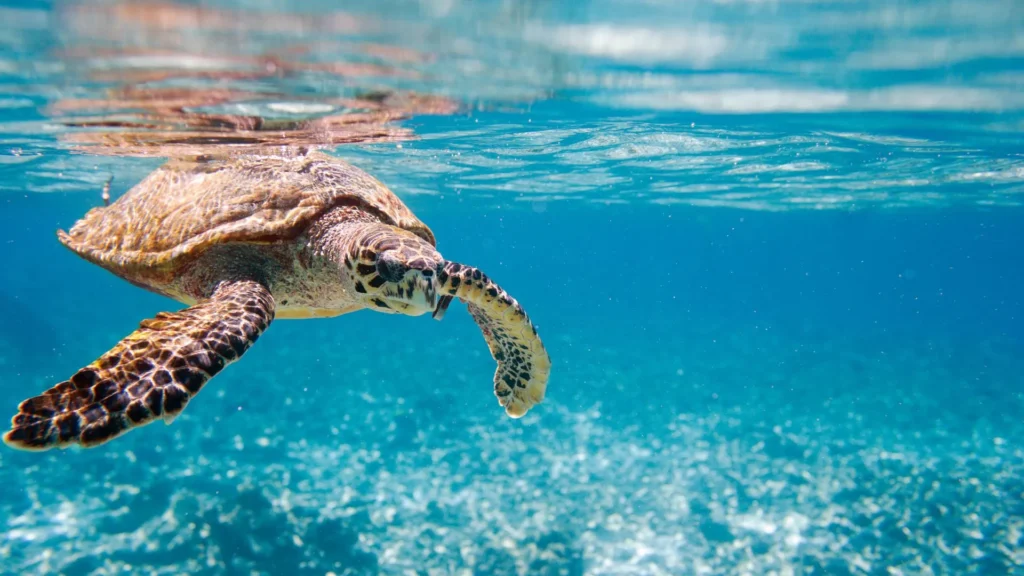 Qué ver en Costa Rica Un viaje a lo mejor de la naturaleza y aventura